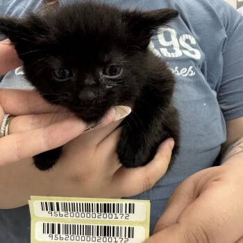 Frank -  Domestic Short Hair Cat for Adoption in Charleston, West Virginia - Frank | PetCurious
