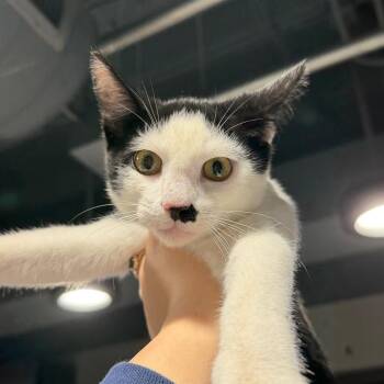 Kimchi -  Domestic Short Hair Cat for Adoption in Tampa, Florida - Kimchi | PetCurious