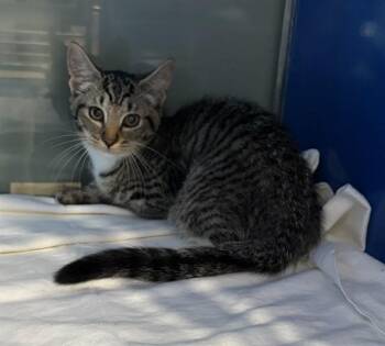 QUEENIE -  Domestic Short Hair Cat for Adoption in Westminster, Maryland - QUEENIE | PetCurious