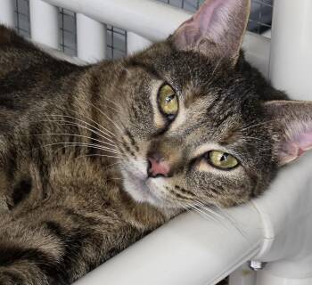 Gracie (needs an angel) -  Tabby and Domestic Short Hair Cat Available for Adoption in Killingly, Connecticut - Gracie (needs An Angel) | PetCurious