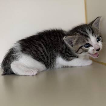 Waverunner -  Domestic Short Hair Cat for Adoption in Hinesville, Georgia - Waverunner | PetCurious