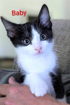 Domestic Short Hair Cats Available for Adoption in Gorham, Maine - Baby Aka Daisy | PetCurious