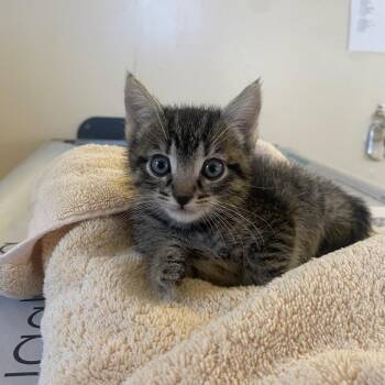 Miu Miu -  Domestic Medium Hair Cat for Adoption in Goleta, California - Miu Miu | PetCurious