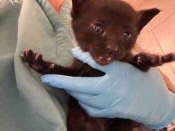 Domestic Short Hair Cats Available for Adoption in Riverside, California - JESSIE | PetCurious