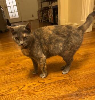 Rescue Domestic Short Hair Cats for Adoption in Hendersonville, Tennessee - Hazel - Shy & Loving | PetCurious