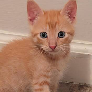 Charlie -  Domestic Short Hair Cat Available for Adoption in North Port, Florida - Charlie | PetCurious