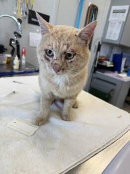 Bubba -  Domestic Short Hair Cat for Adoption in Lafayette, Indiana - Bubba | PetCurious