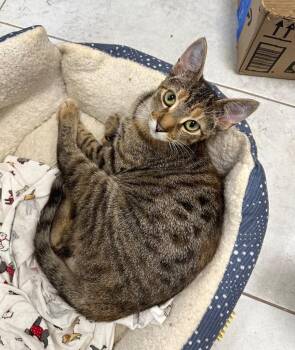 Astrid -  Domestic Short Hair Cat Available for Adoption in Elmwood, Louisiana - Astrid | PetCurious