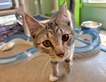 Poppy -  Domestic Short Hair Cat for Adoption in Columbus, Indiana - Poppy | PetCurious