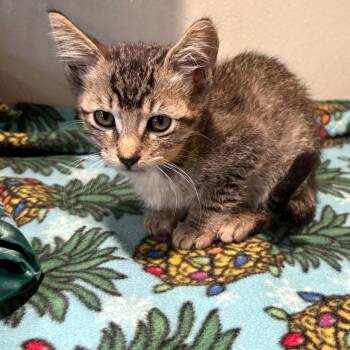Bear* -  Domestic Short Hair Cat for Adoption in San Gabriel, California - Bear* | PetCurious