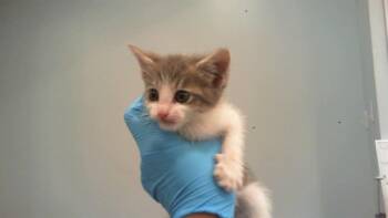 BOBBY -  Domestic Short Hair Cat for Adoption in Charlotte, North Carolina - BOBBY | PetCurious