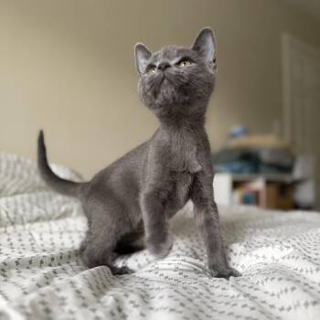 Lint --  beautiful Russian Blue mix -  Russian Blue and Domestic Short Hair Cat for Adoption in Carmel, Indiana - Lint --  Beautiful Russian Blue Mix | PetCurious