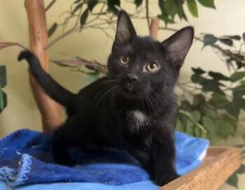 Apple Fritter -  Domestic Short Hair Cat for Adoption in Hastings, Nebraska - Apple Fritter | PetCurious