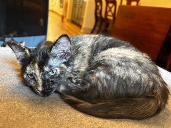 Tortellini in foster -  Domestic Short Hair Cat for Adoption in Danielsville, Georgia - Tortellini In Foster | PetCurious