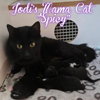 Domestic Short Hair Cats Available for Adoption in Hillsboro, Ohio - Cocoa | PetCurious