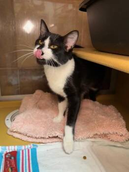 Botany -  Domestic Short Hair Cat for Adoption in Fort Collins, Colorado - Botany | PetCurious