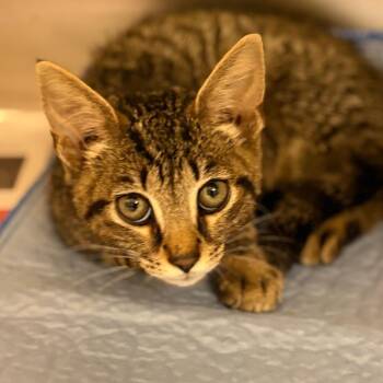 Takeda -  Domestic Short Hair Cat for Adoption in Winston-salem, North Carolina - Takeda | PetCurious