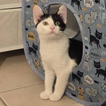Cookies & Cream ("CC") -  Domestic Short Hair Cat for Adoption in Chicago, Illinois - Cookies & Cream ("CC") | PetCurious