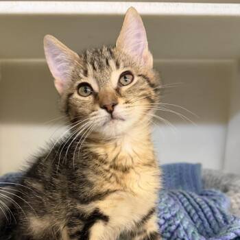 Jake -  Domestic Short Hair Cat for Adoption in Madison, Wisconsin - Jake | PetCurious