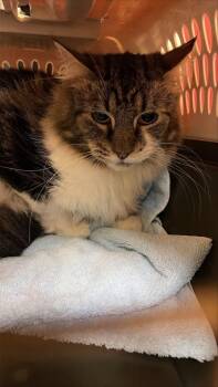 Domestic Medium Hair and Domestic Short Hair Cats Available for Adoption in West Chester, Pennsylvania - Naushu | PetCurious
