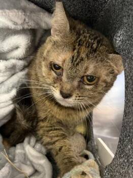 Sweet-Tart -  Domestic Short Hair Cat for Adoption in Daytona Beach, Florida - Sweet-Tart | PetCurious