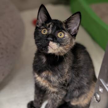 Rescue Domestic Short Hair Cats for Adoption in Sonoma, California - Grasshopper | PetCurious