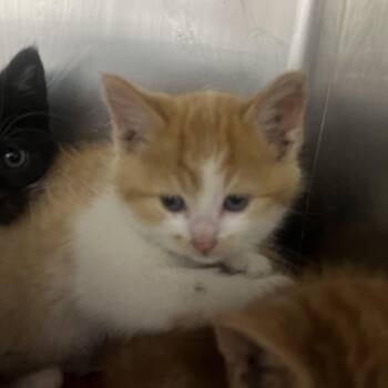 Lemon Shark (Light Blue) -  Domestic Short Hair Cat for Adoption in Idaho Falls, Idaho - Lemon Shark (Light Blue) | PetCurious