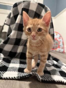 Roti -  Domestic Short Hair and Tabby Cat for Adoption in Fremont, California - Roti | PetCurious