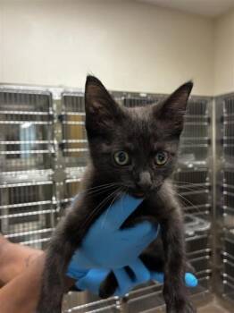 Tunji -  Domestic Short Hair Cat for Adoption in Wichita, Kansas - Tunji | PetCurious