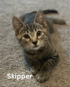 Skipper -  Domestic Short Hair Cat for Adoption in Largo, Florida - Skipper | PetCurious
