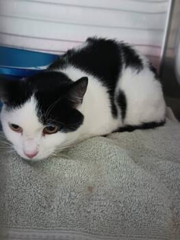 Rescue Domestic Short Hair Cats for Adoption in Cincinnati, Ohio - Mello | PetCurious