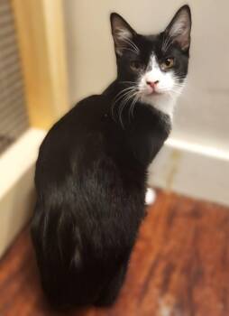 Rescue American Shorthair Cats for Adoption in Bennington, Vermont - Mellie | PetCurious