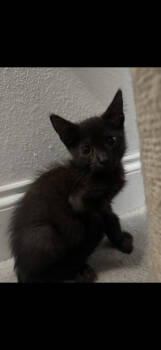 Rescue American Shorthair Cats for Adoption in Paulina, Louisiana - Dallas | PetCurious