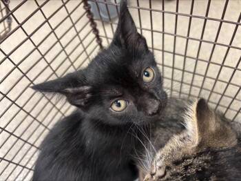 GUNTHER -  Domestic Short Hair Cat for Adoption in Fort Lauderdale, Florida - GUNTHER | PetCurious