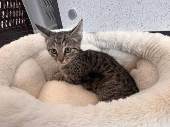 Bart -  Tabby and Domestic Short Hair Cat for Adoption in Georgetown, Kentucky - Bart | PetCurious
