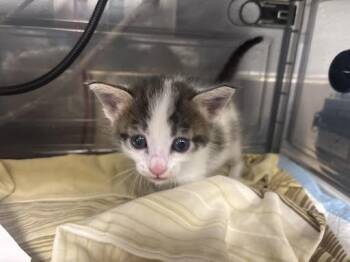 Domestic Short Hair Cats Available for Adoption in Las Vegas, Nevada - BALLERINA CAPPUCINA | PetCurious