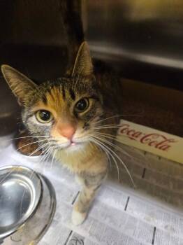 Domestic Short Hair Cats Available for Adoption in Jackson, Tennessee - Kyoka | PetCurious