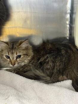 Domestic Medium Hair Cats Available for Adoption - 60548351 | PetCurious