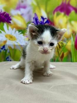 Domestic Short Hair Cats Available for Adoption in San Antonio, Texas - Raphael | PetCurious