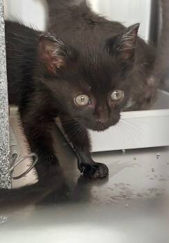 Rescue Domestic Short Hair Cats for Adoption in Mocksville, North Carolina - Spicy 2(Cayenne) | PetCurious