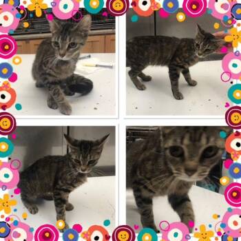 Domestic Short Hair Cats Available for Adoption in Buckhannon, West Virginia - SABLE | PetCurious