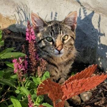 Rain On Me -  Domestic Short Hair Cat for Adoption in Davenport, Iowa - Rain On Me | PetCurious