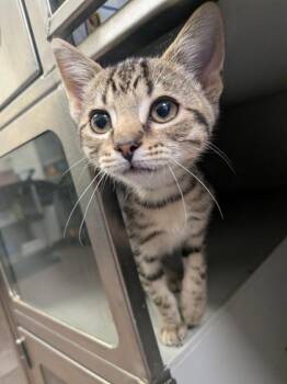 Odie -  Domestic Short Hair Cat for Adoption in Louisburg, North Carolina - Odie | PetCurious