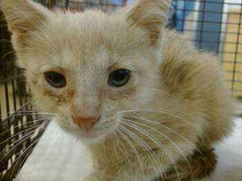 Rescue Domestic Short Hair Cats for Adoption in Doral, Florida - MOCHI | PetCurious