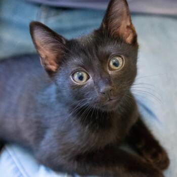 Indy -  Domestic Short Hair Cat for Adoption in Huntsville, Alabama - Indy | PetCurious