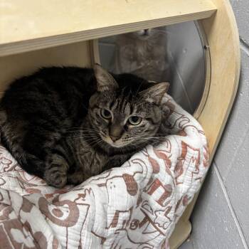 Rescue Domestic Short Hair Cats for Adoption in Enterprise, Alabama - Sassy | PetCurious