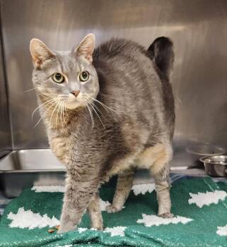 Neytiri -  Domestic Short Hair Cat for Adoption in Clayton, New Jersey - Neytiri | PetCurious