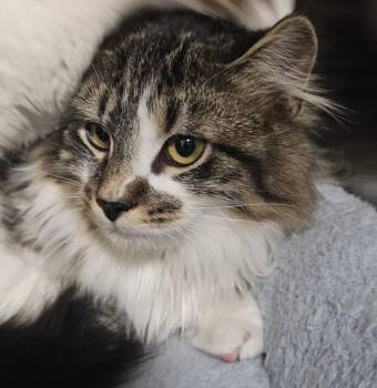 Domestic Long Hair Cats Available for Adoption in Kennewick, Washington - Daiquiri | PetCurious