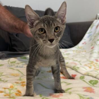 Danish -  Domestic Short Hair Cat for Adoption in Plant City, Florida - Danish | PetCurious
