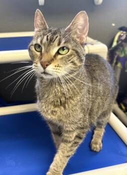 Daisy Andrews -  Domestic Short Hair Cat for Adoption in Kansas City, Missouri - Daisy Andrews | PetCurious